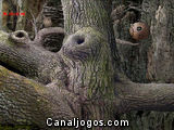 Pássaro Carpinteiro