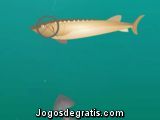 Shooting Fish