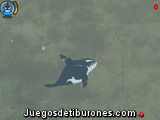 Killer Whale