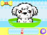 Salón de Belleza Canino