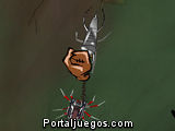 Super Araña